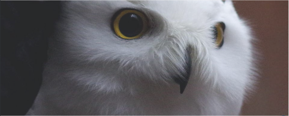 snowy owl