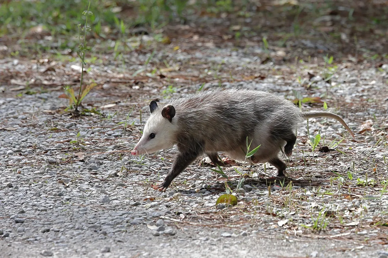 american opossum